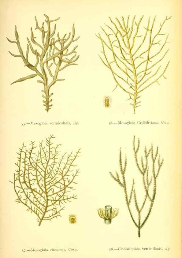 Reproducción/Reproduction 32693727237: British sea-weeds. London :Bell and Daldy,1872.. 