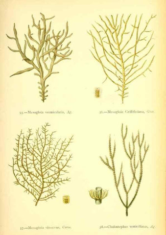 Reproducción/Reproduction 32693727237: British sea-weeds. London :Bell and Daldy,1872.. 