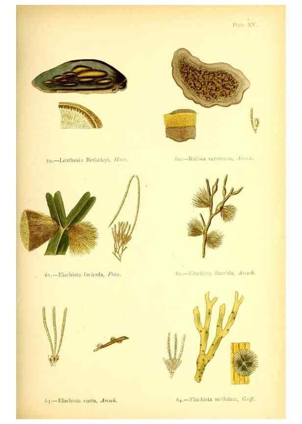 Reproducción/Reproduction 33758873018: British sea-weeds. London :Bell and Daldy,1872.. 