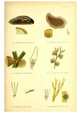 Reproducción/Reproduction 33758873018: British sea-weeds. London :Bell and Daldy,1872.. 