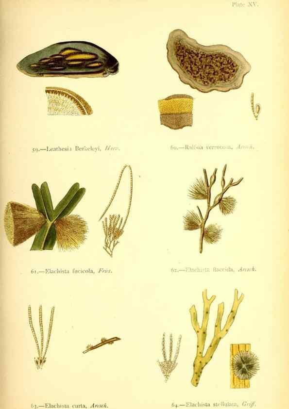 Reproducción/Reproduction 33758873018: British sea-weeds. London :Bell and Daldy,1872.. 
