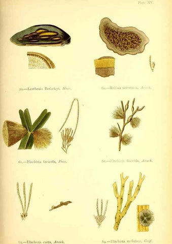 Reproducción/Reproduction 33758873018: British sea-weeds. London :Bell and Daldy,1872.. 