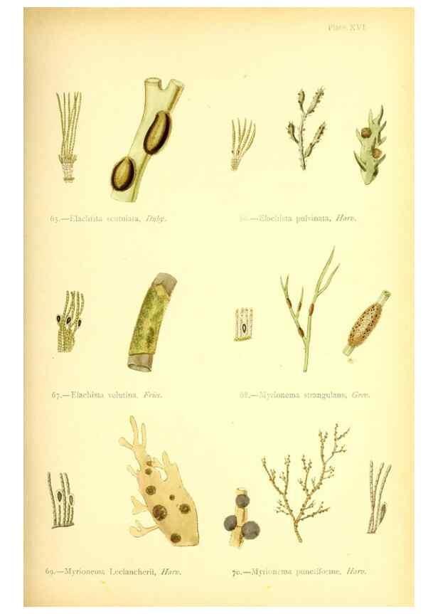 Reproducción/Reproduction 46912032324: British sea-weeds. London :Bell and Daldy,1872.. 