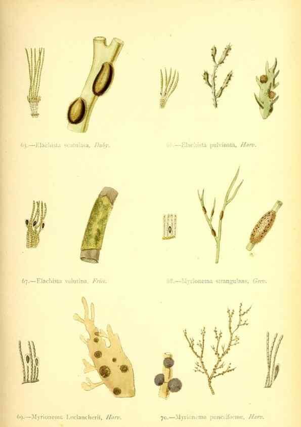 Reproducción/Reproduction 46912032324: British sea-weeds. London :Bell and Daldy,1872.. 