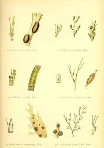 Reproducción/Reproduction 46912032324: British sea-weeds. London :Bell and Daldy,1872.. 