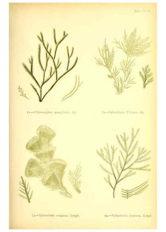 Reproducción/Reproduction 33758874338: British sea-weeds. London :Bell and Daldy,1872.. 