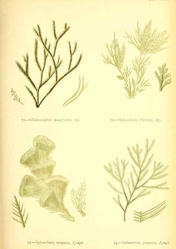 Reproducción/Reproduction 33758874338: British sea-weeds. London :Bell and Daldy,1872.. 