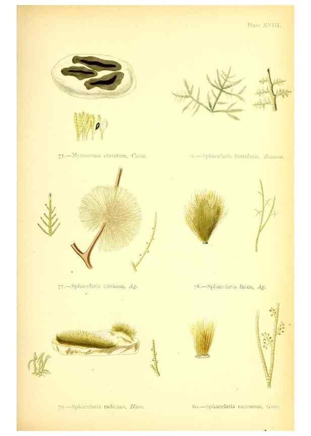 Reproducción/Reproduction 46720671395: British sea-weeds. London :Bell and Daldy,1872.. 