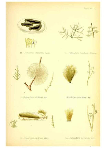 Reproducción/Reproduction 46720671395: British sea-weeds. London :Bell and Daldy,1872.. 