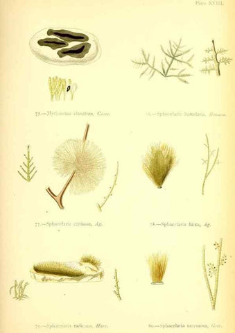 Reproducción/Reproduction 46720671395: British sea-weeds. London :Bell and Daldy,1872.. 