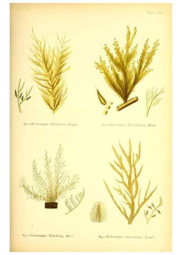 Reproducción/Reproduction 46720672045: British sea-weeds. London :Bell and Daldy,1872.. 