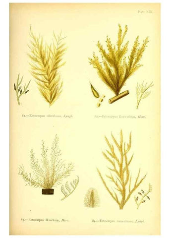 Reproducción/Reproduction 46720672045: British sea-weeds. London :Bell and Daldy,1872.. 