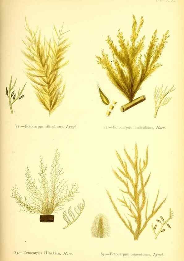 Reproducción/Reproduction 46720672045: British sea-weeds. London :Bell and Daldy,1872.. 