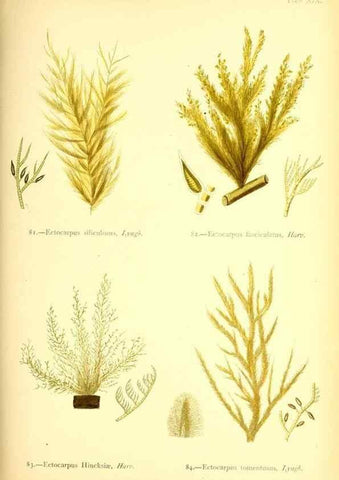 Reproducción/Reproduction 46720672045: British sea-weeds. London :Bell and Daldy,1872.. 
