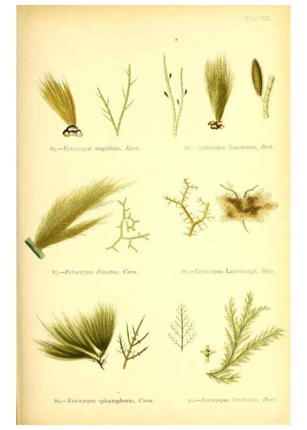 Reproducción/Reproduction 47583391802: British sea-weeds. London :Bell and Daldy,1872.. 