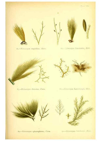Reproducción/Reproduction 47583391802: British sea-weeds. London :Bell and Daldy,1872.. 