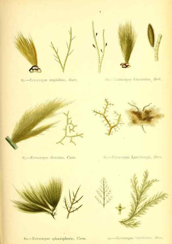 Reproducción/Reproduction 47583391802: British sea-weeds. London :Bell and Daldy,1872.. 