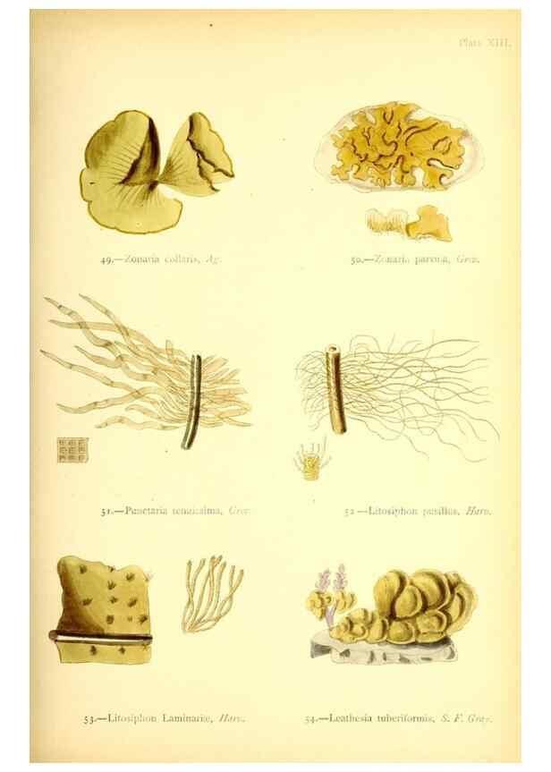Reproducción/Reproduction 46720668945: British sea-weeds. London :Bell and Daldy,1872.. 
