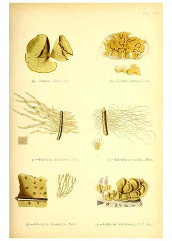 Reproducción/Reproduction 46720668945: British sea-weeds. London :Bell and Daldy,1872.. 