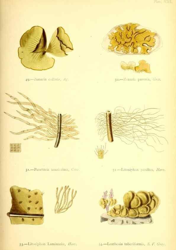 Reproducción/Reproduction 46720668945: British sea-weeds. London :Bell and Daldy,1872.. 