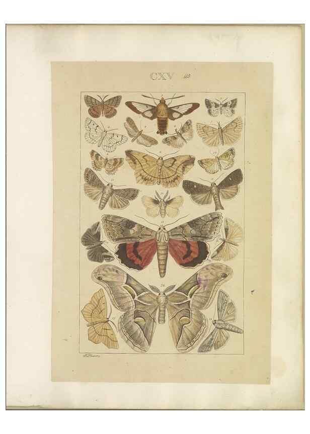 Reproducción/Reproduction 46695942044: Lepidoptera : manuscript. [between 1873-1883?]. 