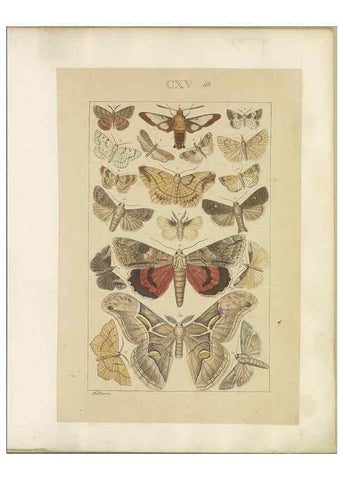 Reproducción/Reproduction 46695942044: Lepidoptera : manuscript. [between 1873-1883?]. 