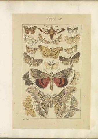 Reproducción/Reproduction 46695942044: Lepidoptera : manuscript. [between 1873-1883?]. 