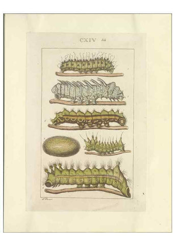 Reproducción/Reproduction 47419095151: Lepidoptera : manuscript. [between 1873-1883?]. 