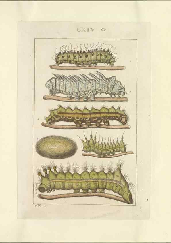 Reproducción/Reproduction 47419095151: Lepidoptera : manuscript. [between 1873-1883?]. 