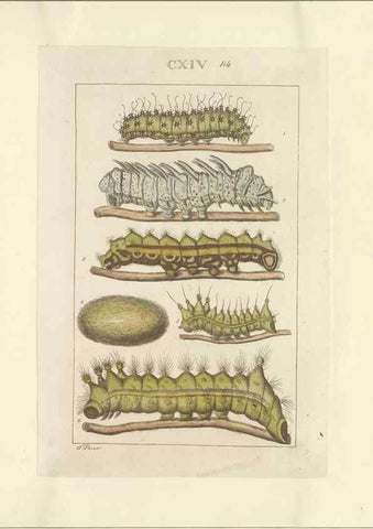 Reproducción/Reproduction 47419095151: Lepidoptera : manuscript. [between 1873-1883?]. 