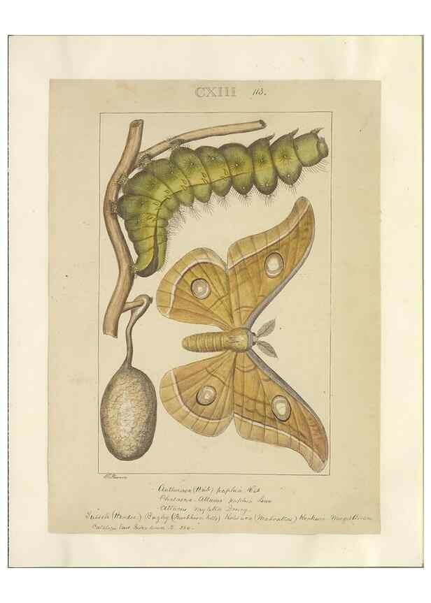 Reproducción/Reproduction 40453483143: Lepidoptera : manuscript. [between 1873-1883?]. 