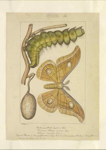 Reproducción/Reproduction 40453483143: Lepidoptera : manuscript. [between 1873-1883?]. 
