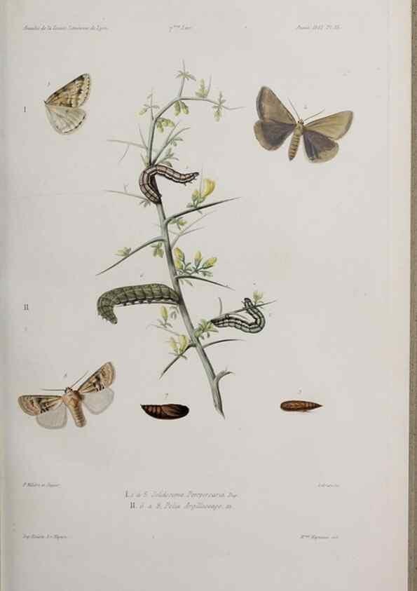 Reproducción/Reproduction 32340284067: Annales de la Société Linnéenne de Lyon.. Lyon :Société Linnéenne de Lyon.. 