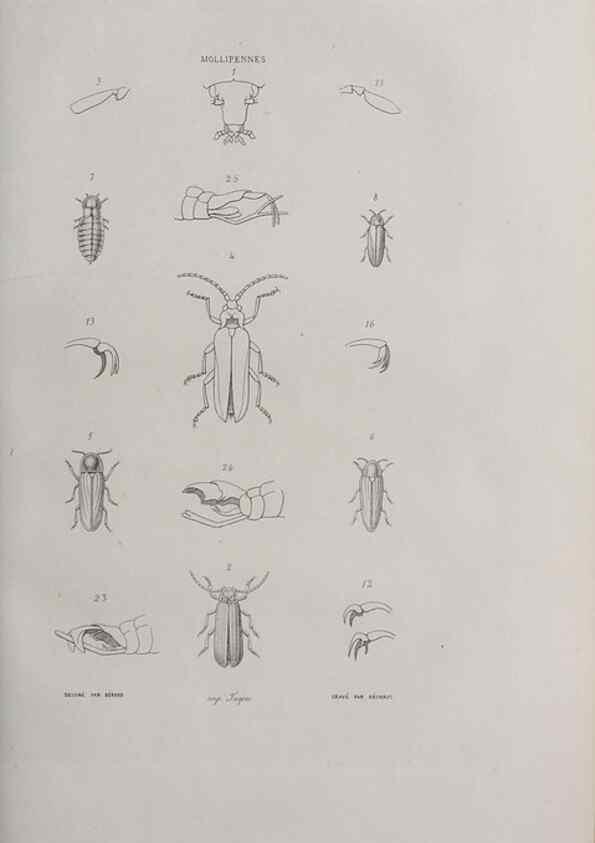 Reproducción/Reproduction 33406451888: Annales de la Société Linnéenne de Lyon.. Lyon :Société Linnéenne de Lyon.. 
