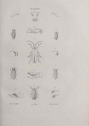 Reproducción/Reproduction 33406451888: Annales de la Société Linnéenne de Lyon.. Lyon :Société Linnéenne de Lyon.. 