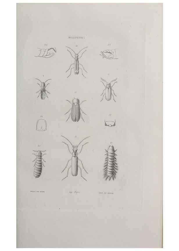 Reproducción/Reproduction 40317513983: Annales de la Société Linnéenne de Lyon.. Lyon :Société Linnéenne de Lyon.. 