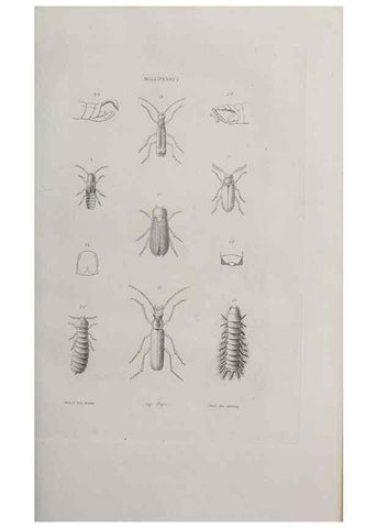 Reproducción/Reproduction 40317513983: Annales de la Société Linnéenne de Lyon.. Lyon :Société Linnéenne de Lyon.. 