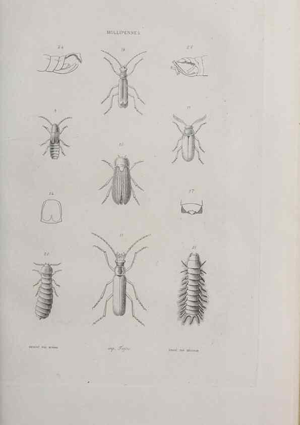 Reproducción/Reproduction 40317513983: Annales de la Société Linnéenne de Lyon.. Lyon :Société Linnéenne de Lyon.. 