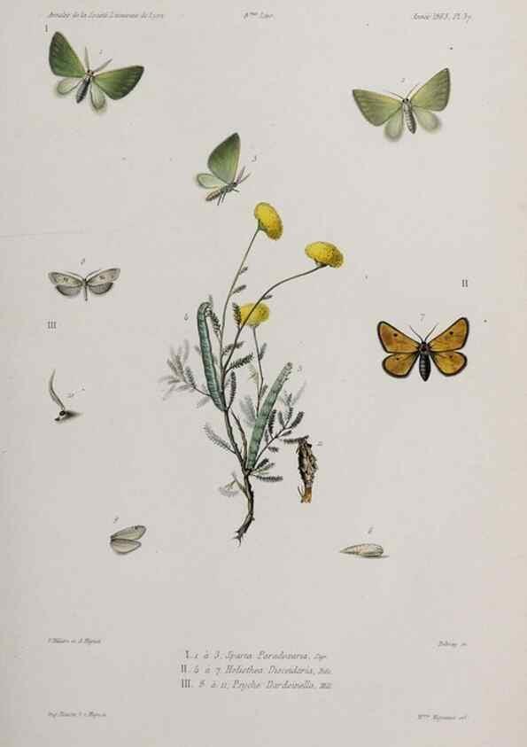 Reproducción/Reproduction 46558996334: Annales de la Société Linnéenne de Lyon.. Lyon :Société Linnéenne de Lyon.. 