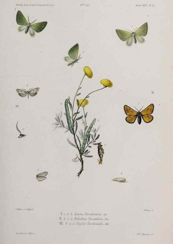 Reproducción/Reproduction 46558996334: Annales de la Société Linnéenne de Lyon.. Lyon :Société Linnéenne de Lyon.. 