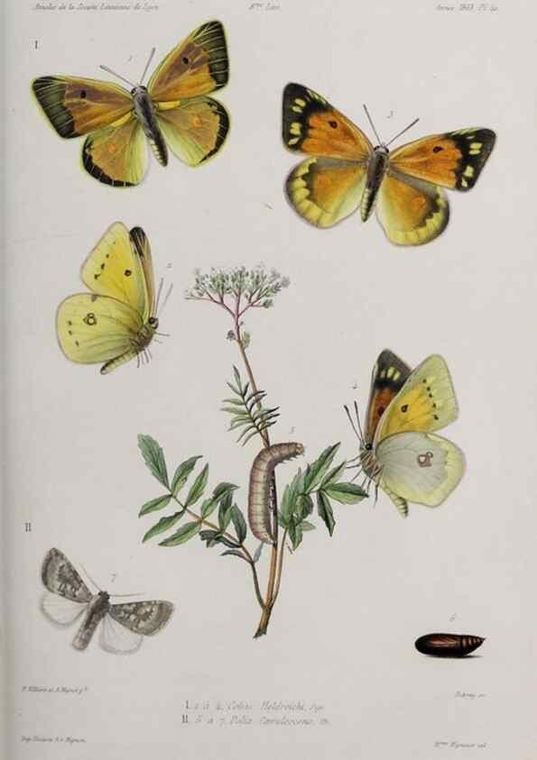 Reproducción/Reproduction 46558998764: Annales de la Société Linnéenne de Lyon.. Lyon :Société Linnéenne de Lyon.. 