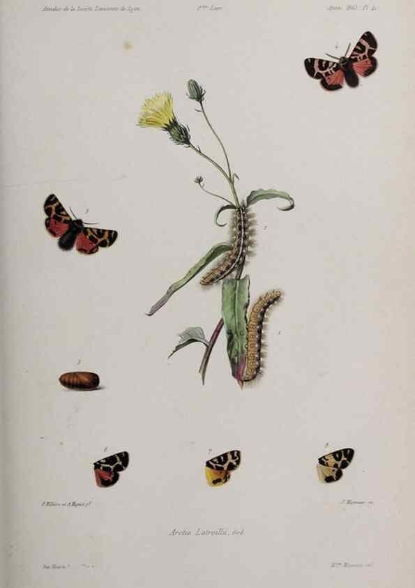 Reproducción/Reproduction 47282099641: Annales de la Société Linnéenne de Lyon.. Lyon :Société Linnéenne de Lyon.. 