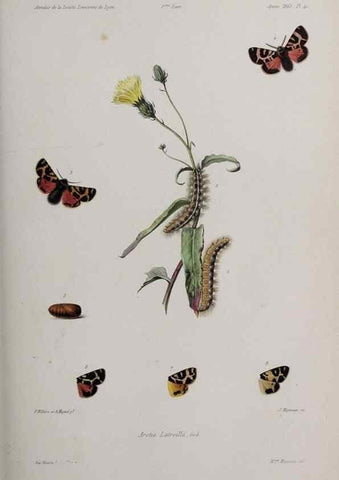 Reproducción/Reproduction 47282099641: Annales de la Société Linnéenne de Lyon.. Lyon :Société Linnéenne de Lyon.. 