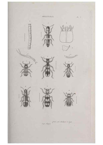 Reproducción/Reproduction 46367595655: Annales de la Société Linnéenne de Lyon.. Lyon :Société Linnéenne de Lyon.. 