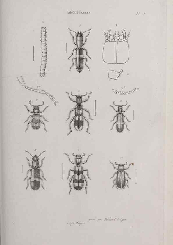 Reproducción/Reproduction 46367595655: Annales de la Société Linnéenne de Lyon.. Lyon :Société Linnéenne de Lyon.. 