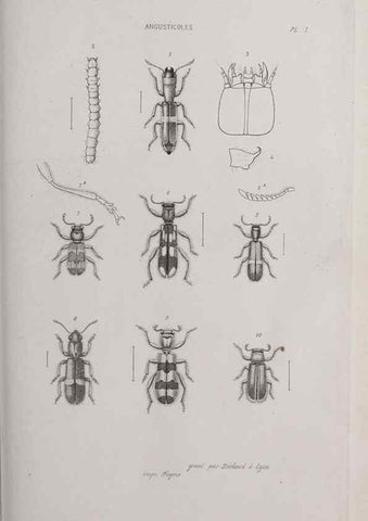 Reproducción/Reproduction 46367595655: Annales de la Société Linnéenne de Lyon.. Lyon :Société Linnéenne de Lyon.. 