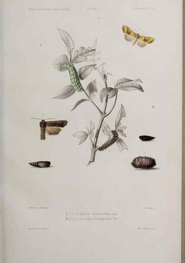 Reproducción/Reproduction 46367558405: Annales de la Société Linnéenne de Lyon.. Lyon :Société Linnéenne de Lyon.. 