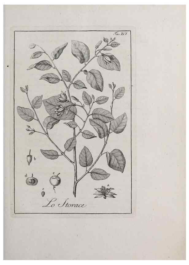 Reproducción/Reproduction 33406323058: Storia delle piante forastiere le più importanti nell'uso medico, od economico /. Milano :Nella stamperia di Giuseppe Marelli,1791-1794.. 