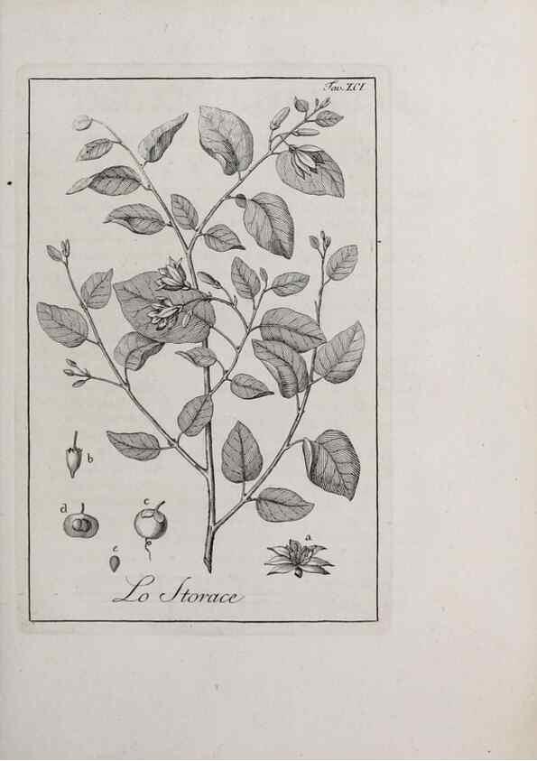 Reproducción/Reproduction 33406323058: Storia delle piante forastiere le più importanti nell'uso medico, od economico /. Milano :Nella stamperia di Giuseppe Marelli,1791-1794.. 