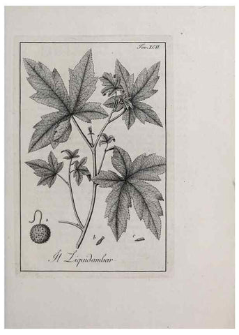 Reproducción/Reproduction 47281913081: Storia delle piante forastiere le più importanti nell'uso medico, od economico /. Milano :Nella stamperia di Giuseppe Marelli,1791-1794.. 